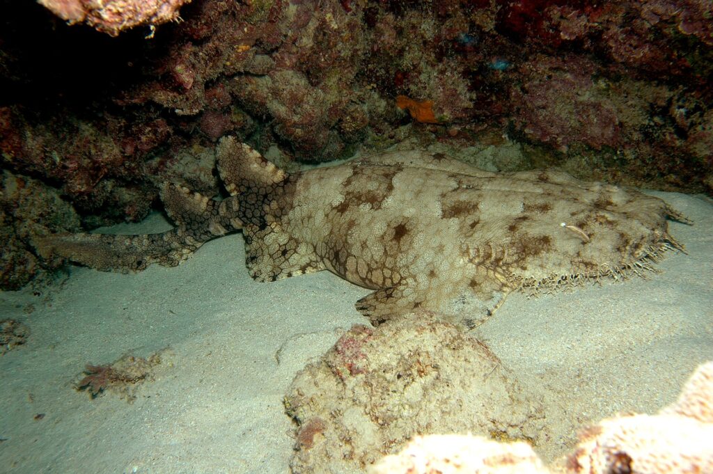 Cały wobbegong brodaty leży na piasku w grocie: szeroka głowa z frędzlami po prawej, zaokrąglone płetwy piersiowe, ciało zwężające się za płetwami brzusznymi, dwie cofnięte płetwy grzbietowe i krótki ogon, beżowy w brązowe plamy