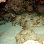 Cały wobbegong brodaty leży na piasku w grocie: szeroka głowa z frędzlami po prawej, zaokrąglone płetwy piersiowe, ciało zwężające się za płetwami brzusznymi, dwie cofnięte płetwy grzbietowe i krótki ogon, beżowy w brązowe plamy