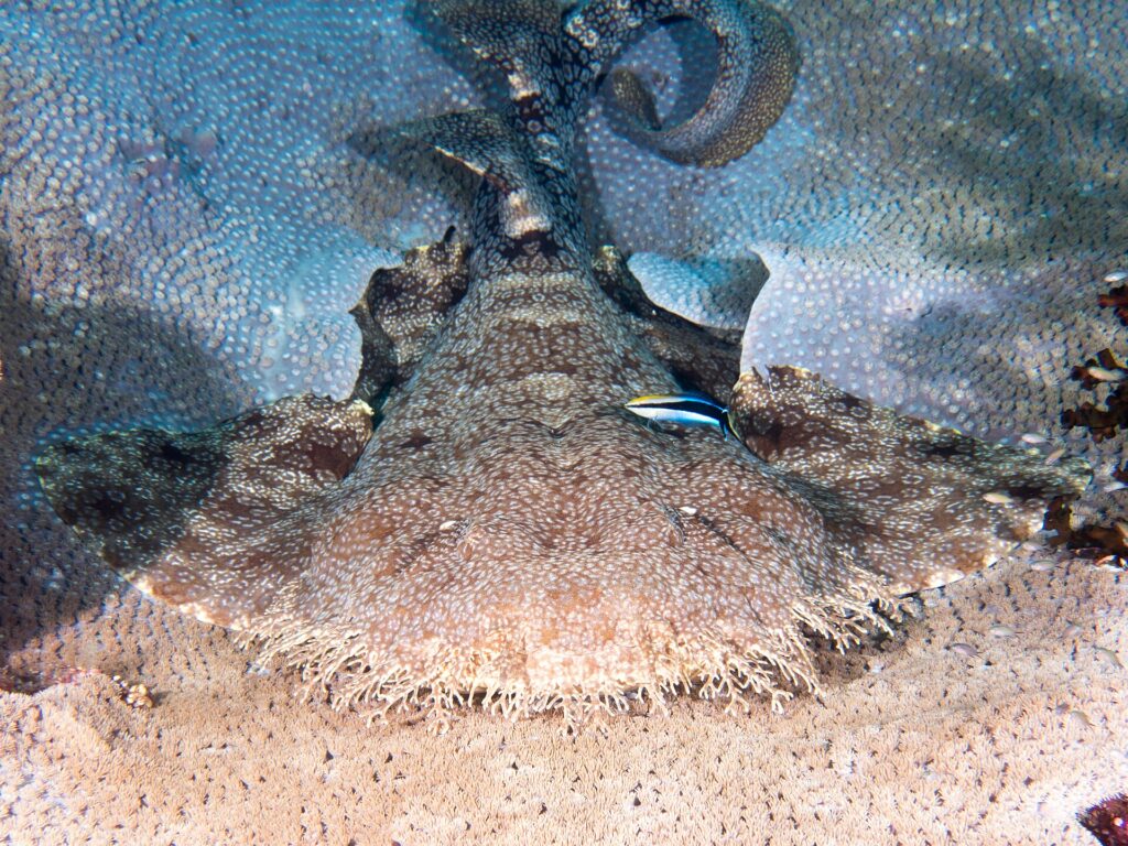 Wobbegong brodaty widziany z przodu leży płasko na koralowcu stołowym: bardzo szeroka głowa obrzeżona gęstymi frędzlami rozgałęzionych płatów skóry, szerokie płetwy piersiowe rozłożone po bokach, ogon uniesiony z tyłu, a na grzbiecie mała niebieska ryba w czarne paski