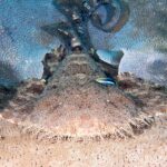 Wobbegong brodaty widziany z przodu leży płasko na koralowcu stołowym: bardzo szeroka głowa obrzeżona gęstymi frędzlami rozgałęzionych płatów skóry, szerokie płetwy piersiowe rozłożone po bokach, ogon uniesiony z tyłu, a na grzbiecie mała niebieska ryba w czarne paski