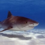 Duży żarłacz tygrysi widziany z ukosa nad białym, pofałdowanym piaskiem: prawie jednolicie brązowy grzbiet, ledwie widoczne pręgi przy ogonie, krótki, kwadratowy pysk, duże oko, szeroki otwór gębowy i biały brzuch