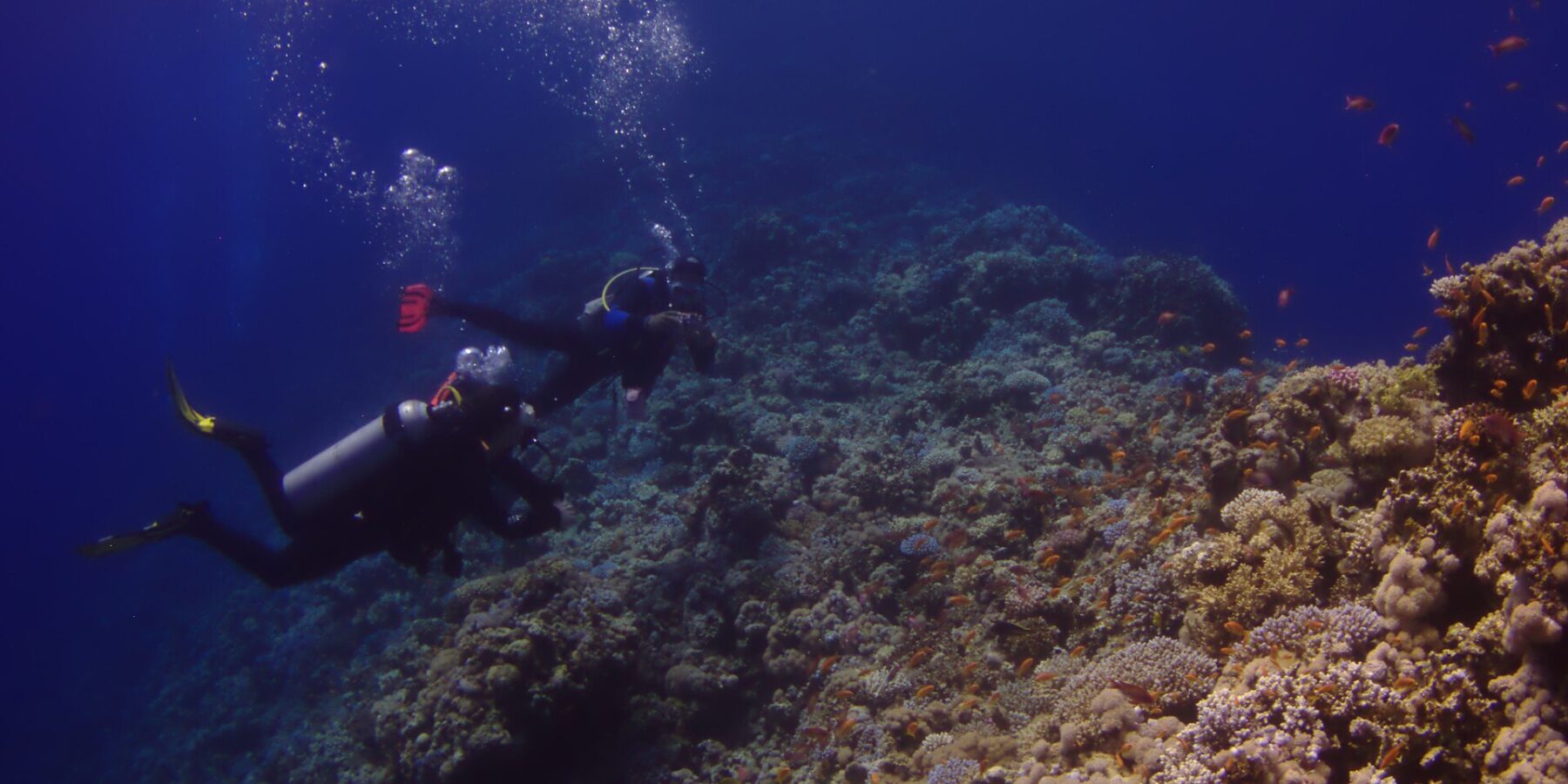Dwóch nurków płynie wzdłuż zewnętrznej ściany Blue Hole, pokrytej koralami twardymi i anthiasami, po lewej głęboki błękit