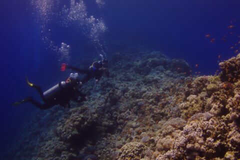 Dwóch nurków płynie wzdłuż zewnętrznej ściany Blue Hole, pokrytej koralami twardymi i anthiasami, po lewej głęboki błękit