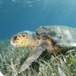 Żółw karetta z profilu nad łąką trawy morskiej, głową w lewo: ogromna głowa pokryta brązowymi tarczkami obrzeżonymi żółcią, gruby dziób, brązowy pancerz usiany pąklami i przednia płetwa oparta o trawę