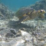 Żółw morski z wąskim, zakrzywionym dziobem płynie nad dnem z piasku i rozgałęzionych korali, w przejrzystej, płytkiej wodzie laguny