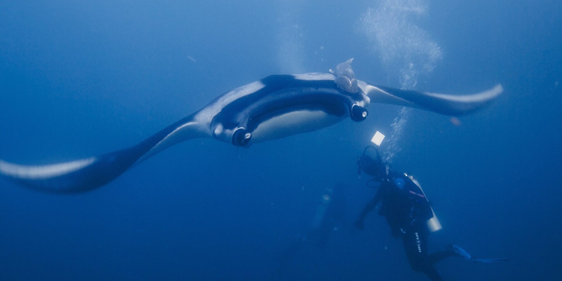 Manta oceaniczna z rozpostartymi skrzydłami szybuje przodem w stronę nurka, który oświetla ją latarką, z podnawką na czarnym grzbiecie o białych barkach i bąblami wznoszącymi się w błękicie.