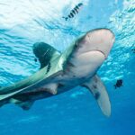 Longimanus z płetwami o białych końcach płynie pod powierzchnią w otoczeniu pasiastych ryb pilotów