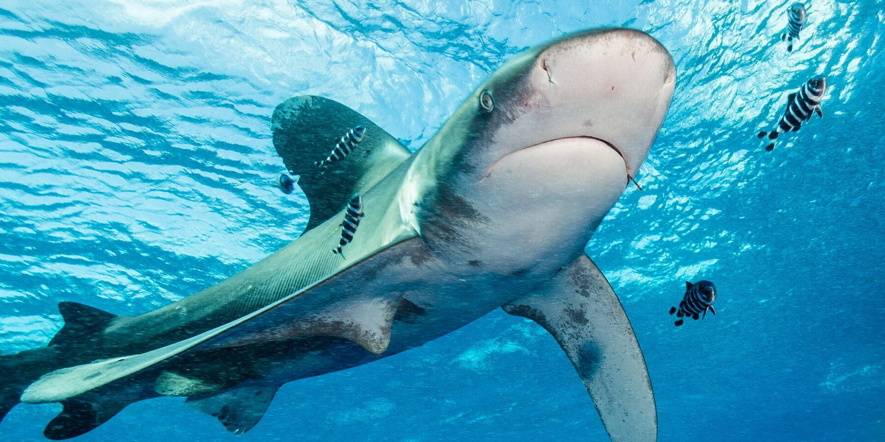 Longimanus z płetwami o białych końcach płynie pod powierzchnią w otoczeniu pasiastych ryb pilotów