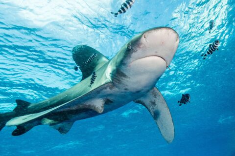 Longimanus z płetwami o białych końcach płynie pod powierzchnią w otoczeniu pasiastych ryb pilotów
