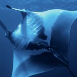 Manta oceaniczna widziana od spodu, z białym brzuchem w duże czarne plamy i widocznymi szczelinami skrzelowymi, pod nią karanks, u góry powierzchnia