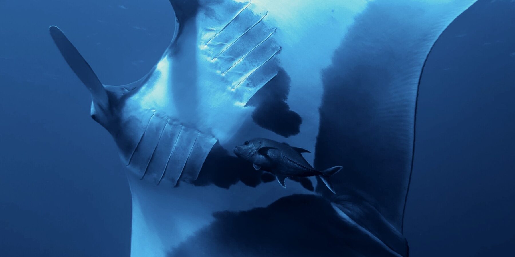 Manta oceaniczna widziana od spodu, z białym brzuchem w duże czarne plamy i widocznymi szczelinami skrzelowymi, pod nią karanks, u góry powierzchnia