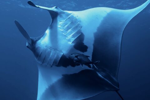 Manta oceaniczna widziana od spodu, z białym brzuchem w duże czarne plamy i widocznymi szczelinami skrzelowymi, pod nią karanks, u góry powierzchnia