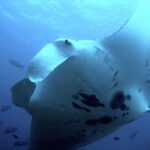 Manta rafowa widziana od spodu, z bliska, z białym brzuchem w czarne plamy i rozwiniętymi płatami głowowymi, otoczona rybami w błękicie
