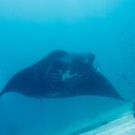 Manta rafowa widziana od przodu, z białym brzuchem i widocznymi szczelinami skrzelowymi, przepływa nad piaskiem w niebiesko-zielonej wodzie, a po prawej na rafie widać małe ryby
