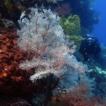 Duża biała gorgonia o czerwonych żyłkach rozpostarta w wachlarz, między rdzawą gąbką pełną dziur po lewej a żółtą gorgonią, z nurkiem w czerni nadpływającym z prawej w niebieskiej wodzie.