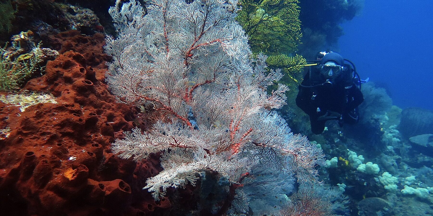 Duża biała gorgonia o czerwonych żyłkach rozpostarta w wachlarz, między rdzawą gąbką pełną dziur po lewej a żółtą gorgonią, z nurkiem w czerni nadpływającym z prawej w niebieskiej wodzie.