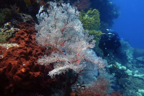 Duża biała gorgonia o czerwonych żyłkach rozpostarta w wachlarz, między rdzawą gąbką pełną dziur po lewej a żółtą gorgonią, z nurkiem w czerni nadpływającym z prawej w niebieskiej wodzie.