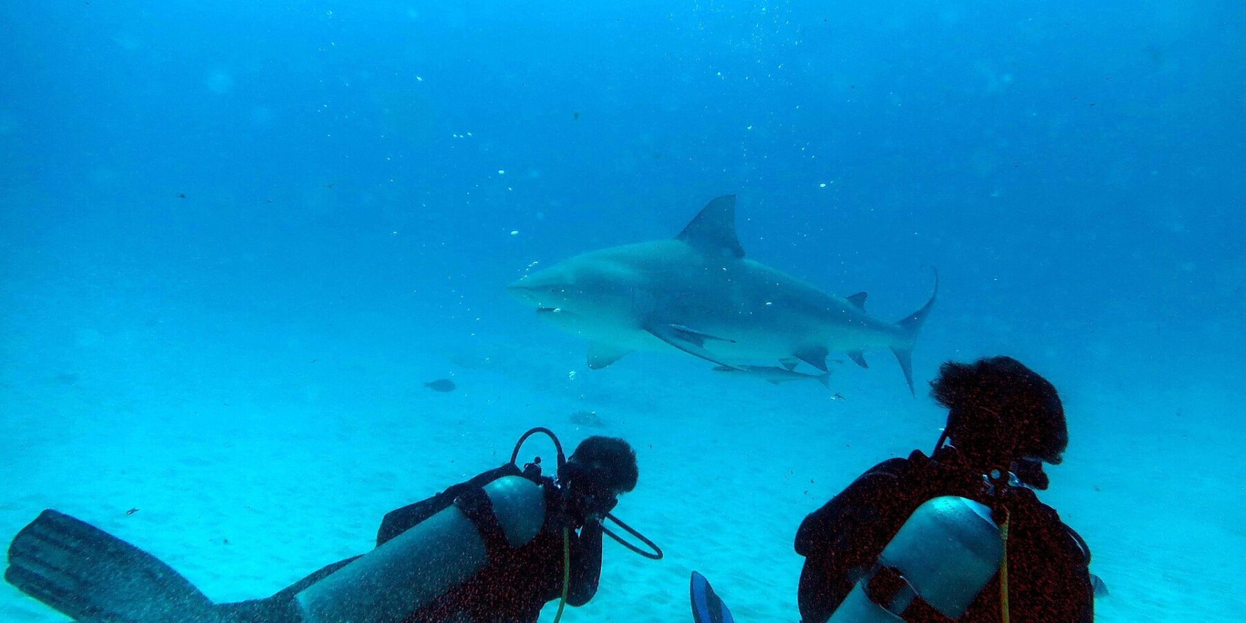 Dwoje nurków klęczy na piasku i patrzy na rekina byka, który przepływa przed nimi w turkusowoniebieskiej wodzie przed Playa del Carmen