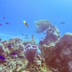 Rafa w parku Cozumel: na pierwszym planie fioletowa lazurowa gąbka wazonowa, gąbka beczkowa, gorgonia wachlarzowa i małe niebieskie ryby w jaskrawoniebieskiej wodzie