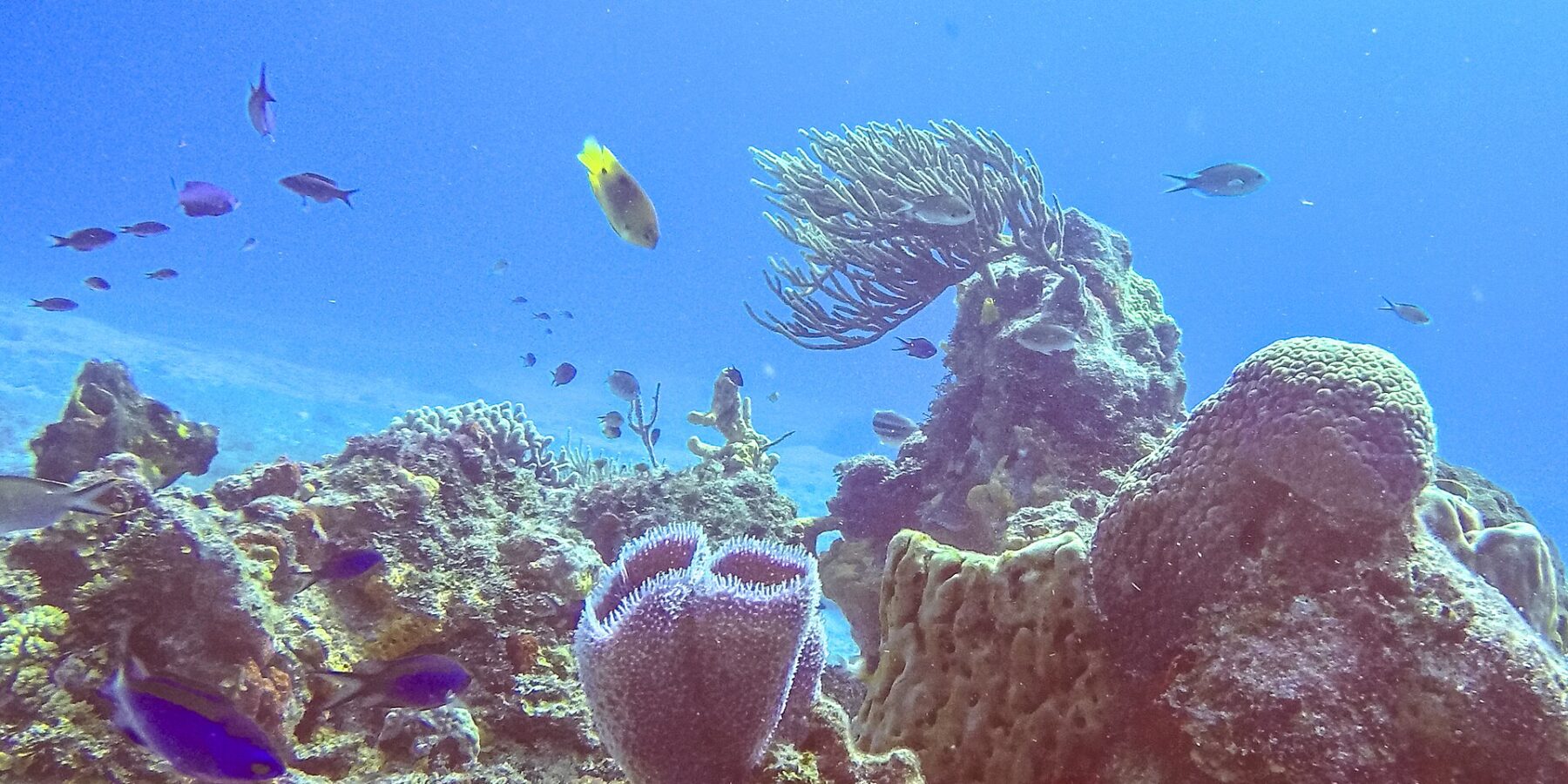 Rafa w parku Cozumel: na pierwszym planie fioletowa lazurowa gąbka wazonowa, gąbka beczkowa, gorgonia wachlarzowa i małe niebieskie ryby w jaskrawoniebieskiej wodzie