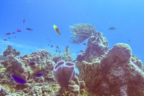 Rafa w parku Cozumel: na pierwszym planie fioletowa lazurowa gąbka wazonowa, gąbka beczkowa, gorgonia wachlarzowa i małe niebieskie ryby w jaskrawoniebieskiej wodzie